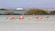 Flamingos in a lake near bushes and salt mounds